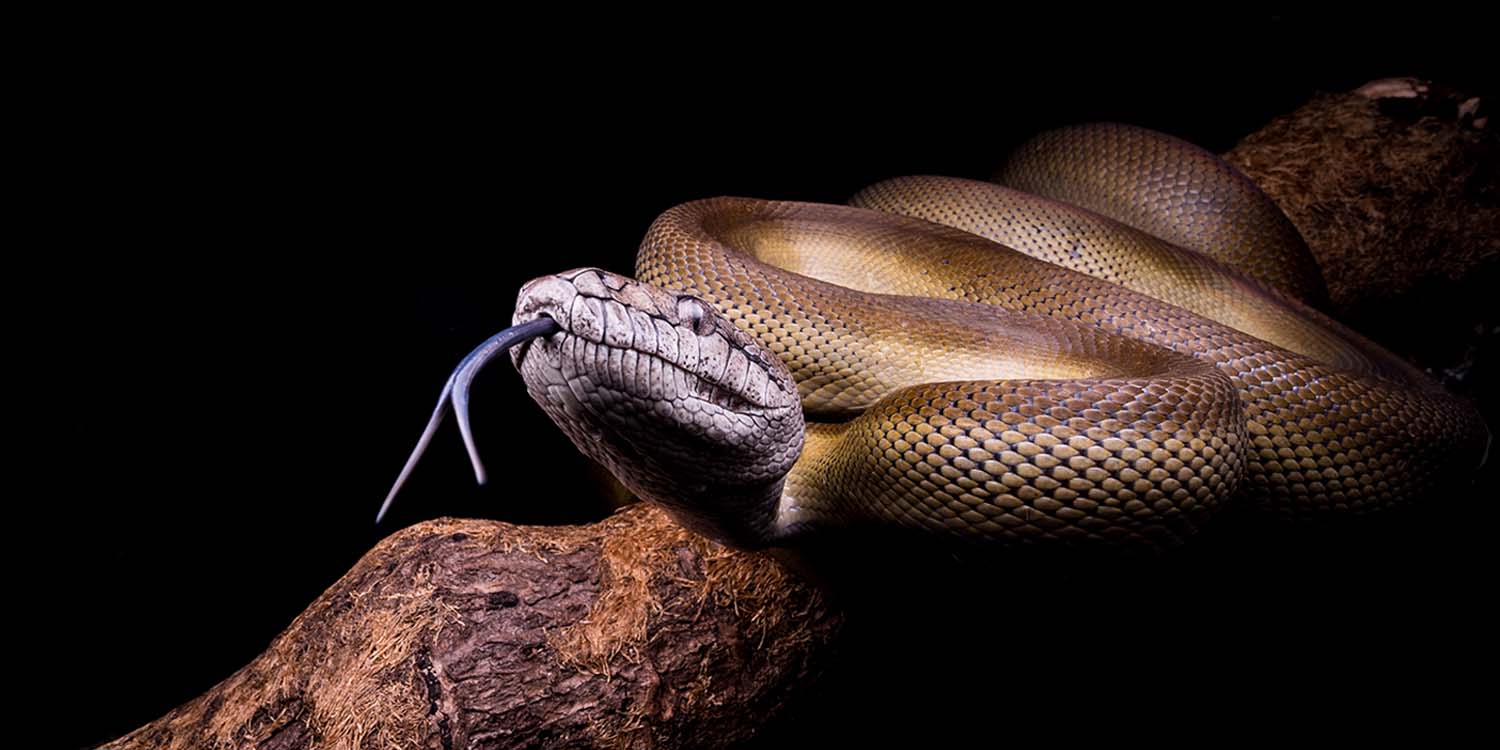 A python snake, unrelated to Python, the programming language.
