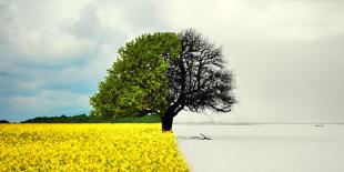 Estacionalidad ilustrada